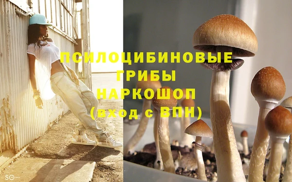 PSILOCYBIN Верхний Тагил